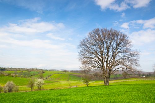Free Tranquil rural landscape featuring a solitary oak tree in a vibrant green field under a blue sky. Stock Photo