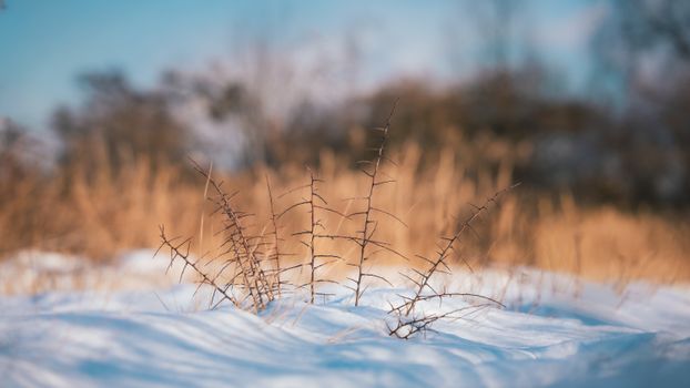 A peaceful winter scene featuring snow-covered ground and dry grass in a soft focus setting.