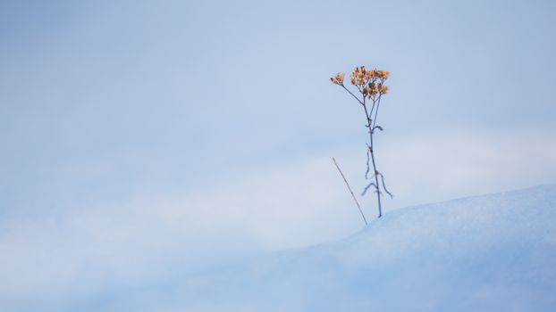 A solitary dried plant emerges from a serene snow-covered landscape, representing resilience.