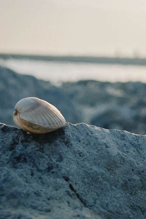 Free Close-up of a seashell resting on rocks by the sea in Konaev, Kazakhstan. Stock Photo
