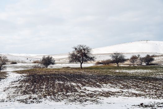 Tranquil winter landscape featuring snow-covered field and bare trees.