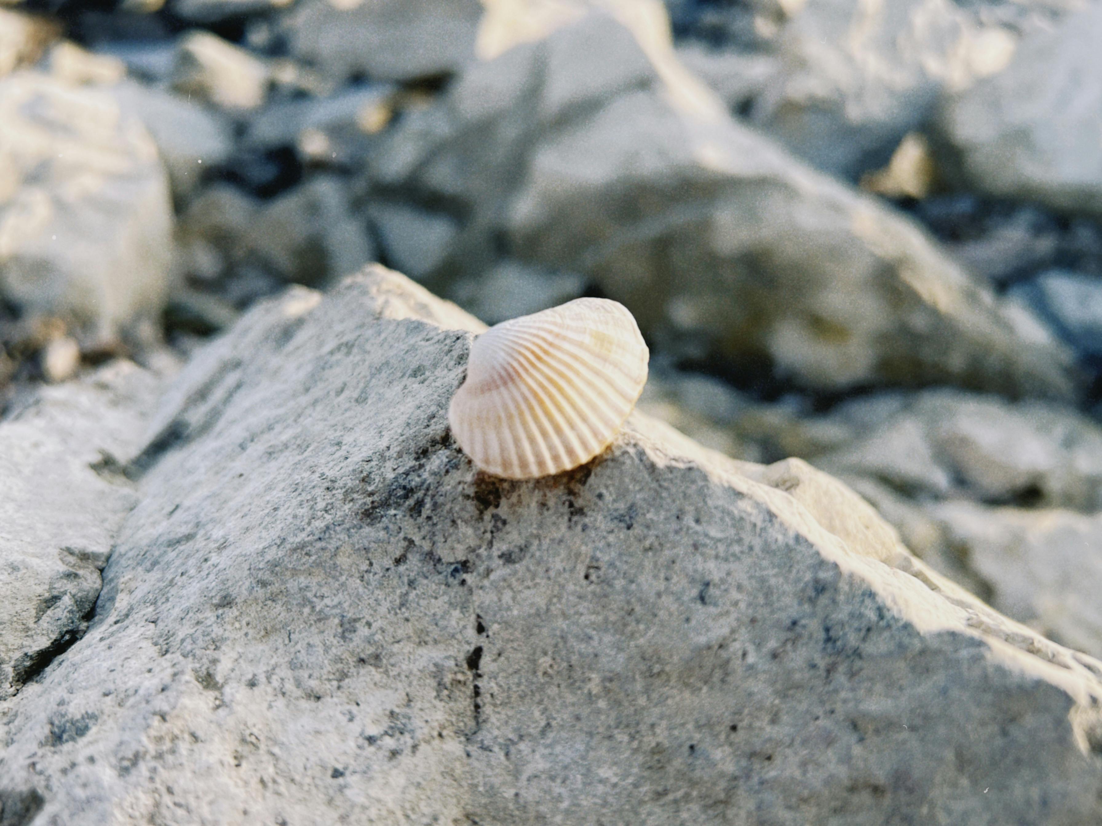 Close-up of Seashell on Rocky Surface in Konaev · Free Stock Photo