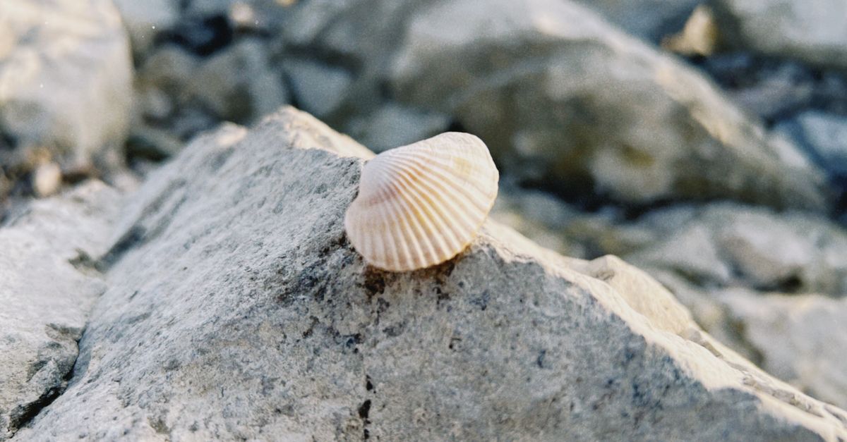 Close-up of Seashell on Rocky Surface in Konaev · Free Stock Photo