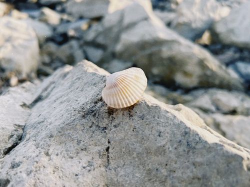 Free Seashell resting on rocks in Konaev, Almaty Region, Kazakhstan, showcasing natural textures. Stock Photo