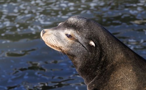 Free Detailed view of a sea lion's face with a calm water background. Stock Photo