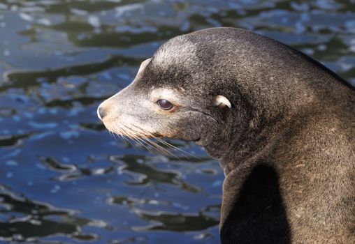 Portrait of a California sea lion (Zalophus californianus) beside water. Sunlit profile with serene expression.