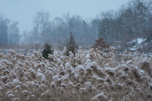 Peaceful winter landscape with gently falling snow and tall grasses in the foreground.