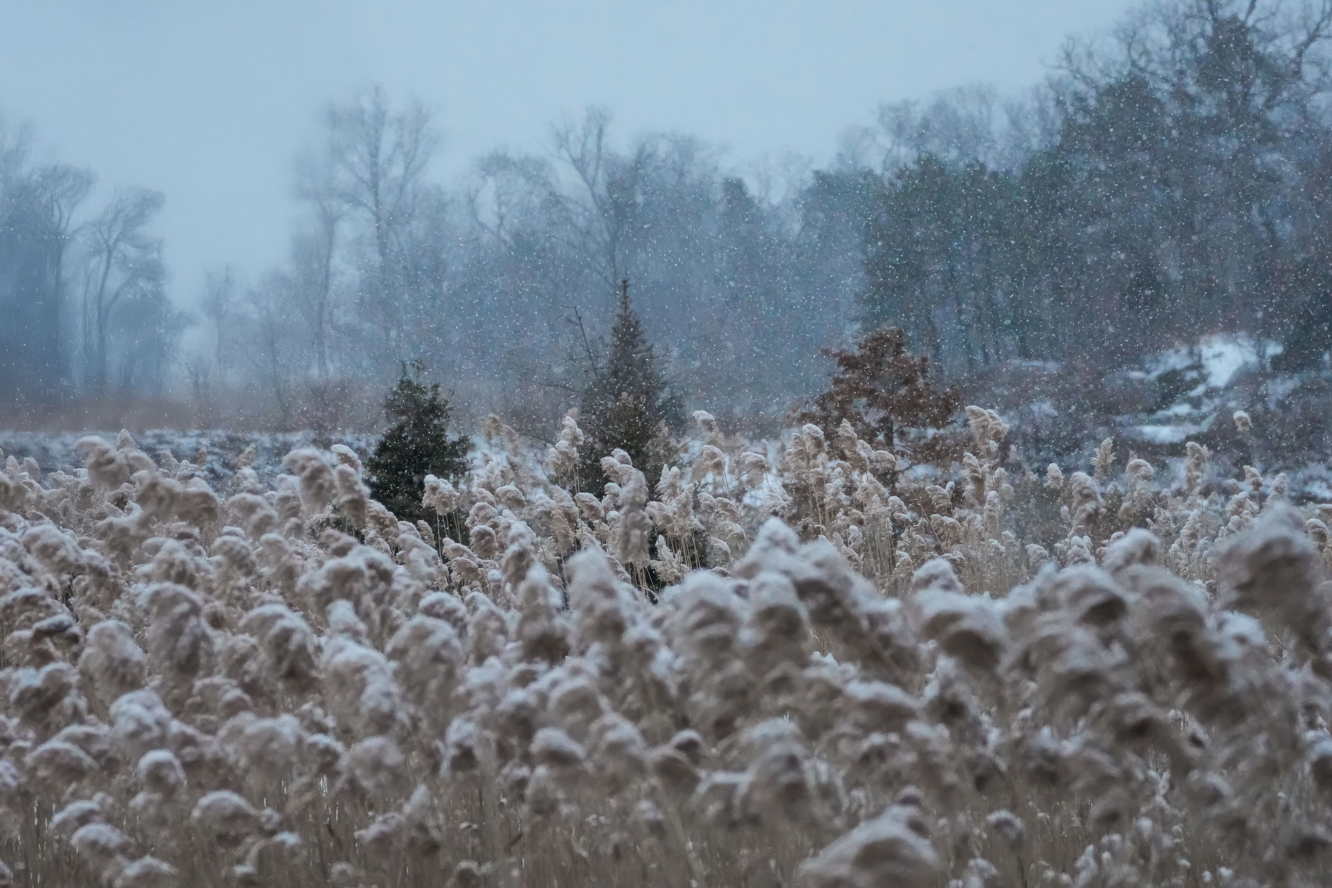 Serene Winter Scene with Snowfall and Tall Grasses · Free Stock Photo