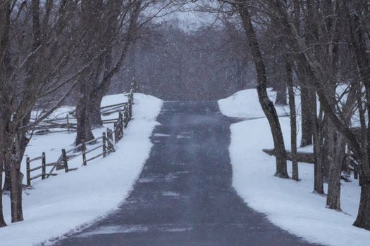 A tranquil snowy road flanked by bare winter trees and a rustic fence.