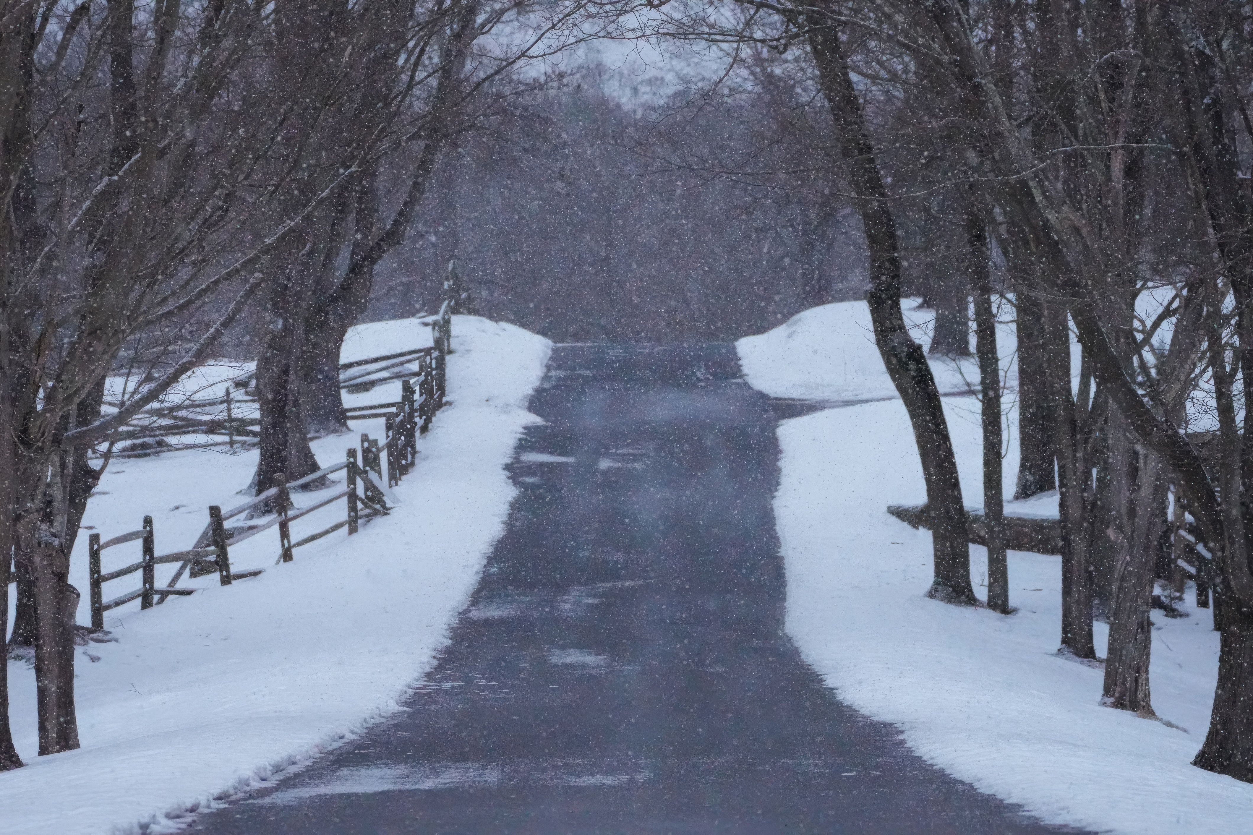 Peaceful snowy road with winter trees · Free Stock Photo