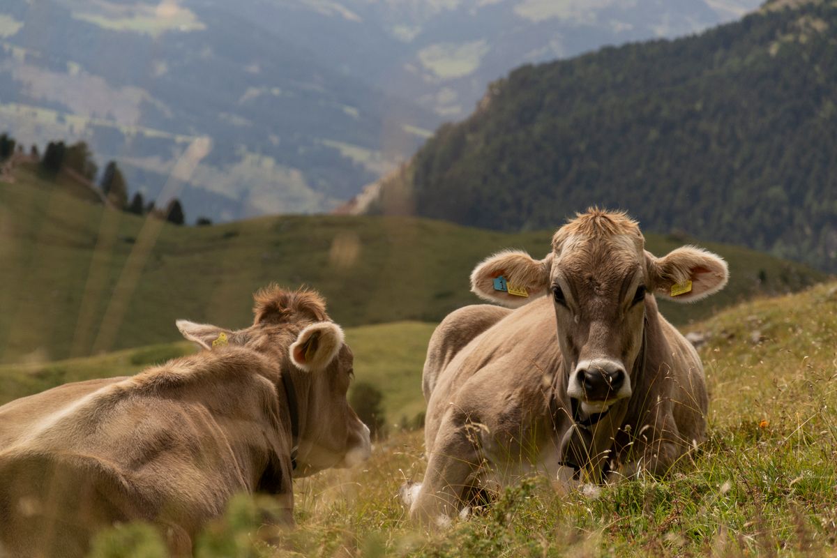 Bovini al pascolo nei prati di montagna del Trentino Alto Adige