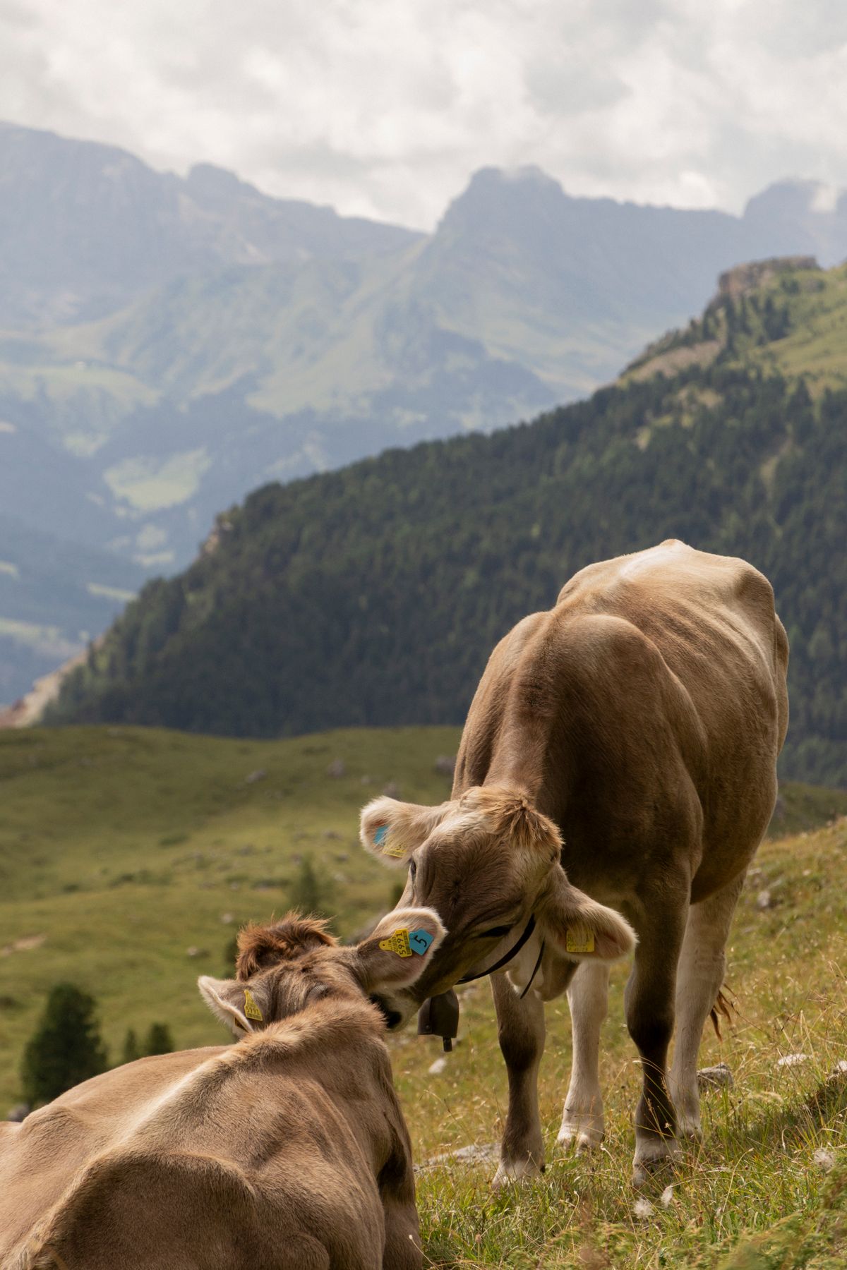 Paesaggio alpino italiano con bovini al pascolo