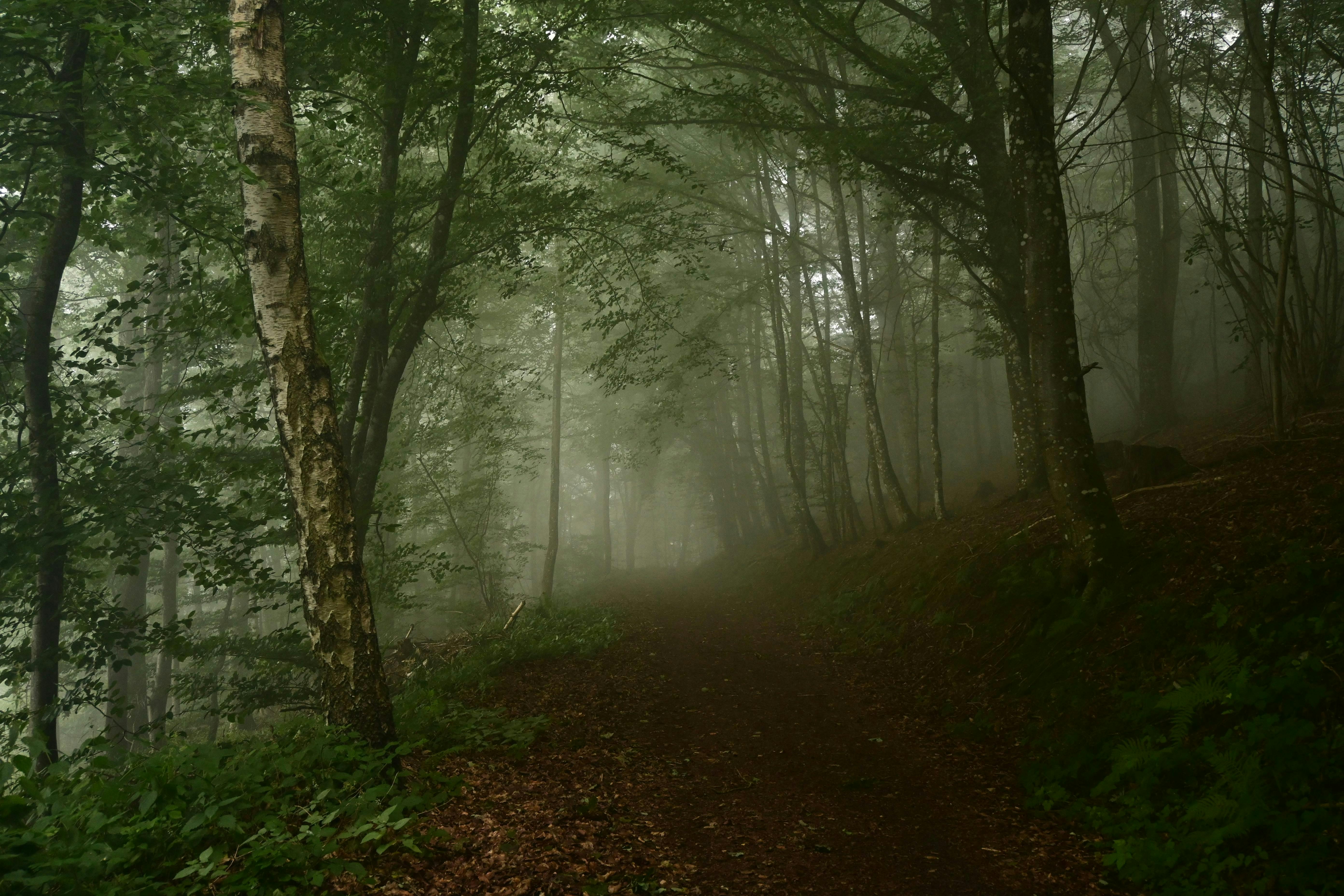 Cărare în ceață, metaforă pentru decizii neclare