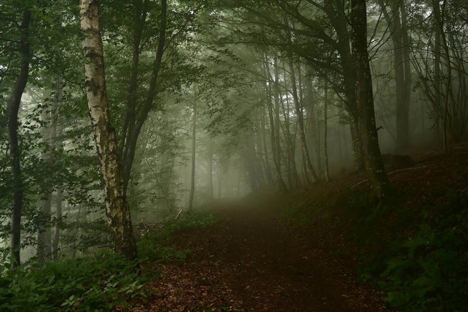 Cărare în ceață, metaforă pentru decizii neclare