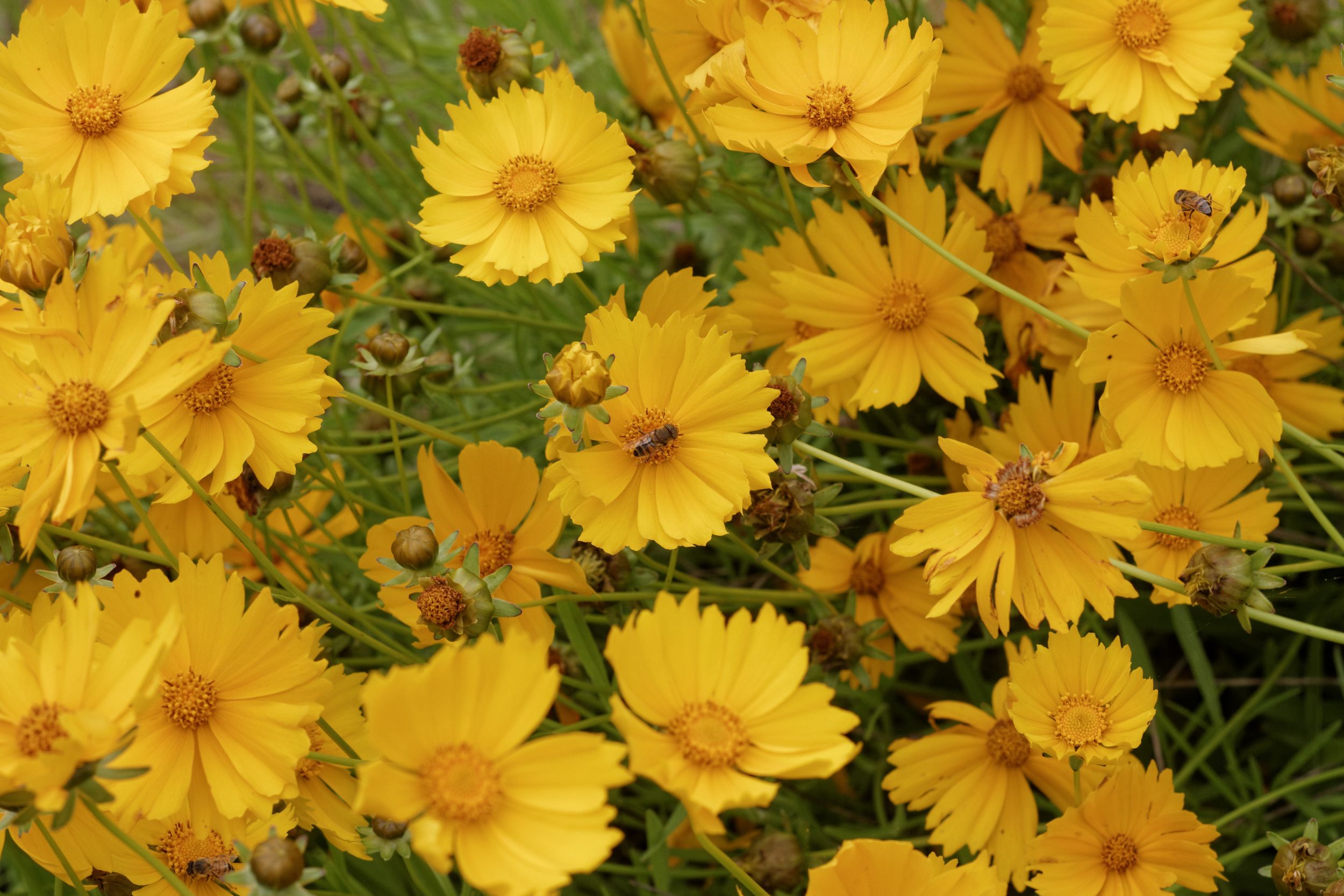 Best Indigenous Plants for South African Gardens 2026