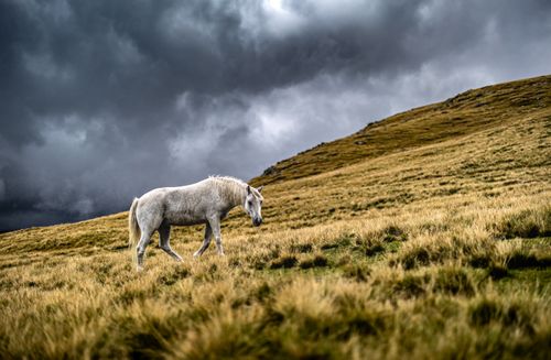 Free A lone white horse grazes on a windswept meadow beneath dramatic storm clouds. Stock Photo
