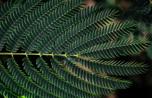 Free Detailed view of vibrant green Mimosa fronds showcasing intricate natural patterns. Stock Photo
