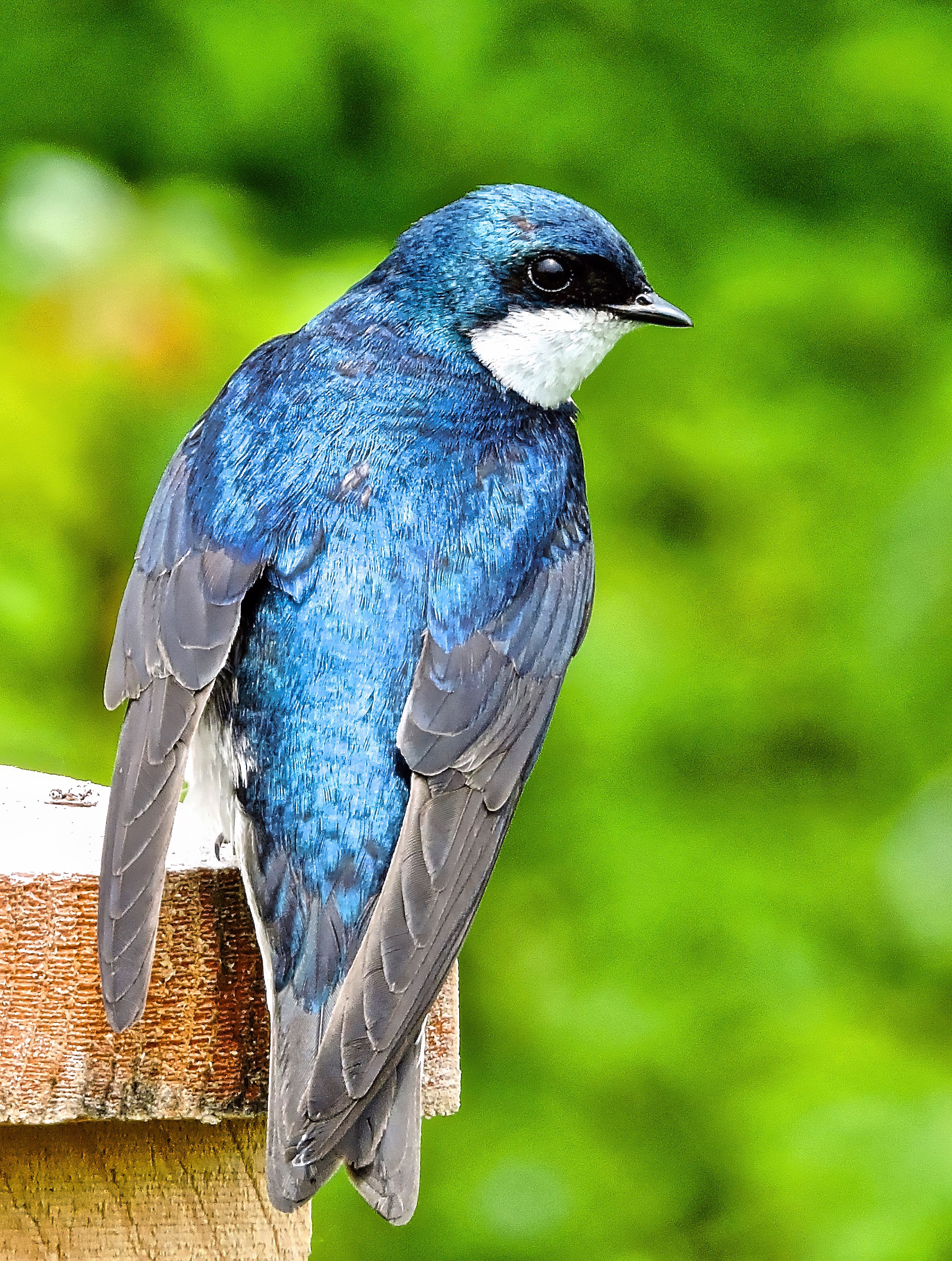 Vibrant Tree Swallow Perched Outdoors in Toronto · Free Stock Photo