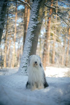 An Old English Sheepdog sits in a snowy forest in Genk, Belgium.