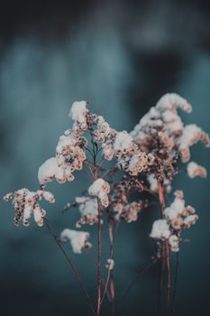 Delicate branches with snow create a serene winter scene with muted colors and soft focus.