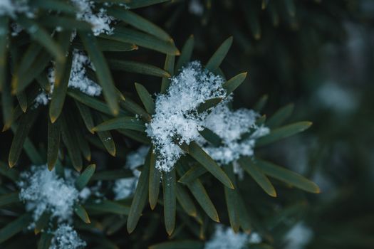 Detailed view of snowflakes resting on green evergreen leaves in winter setting.
