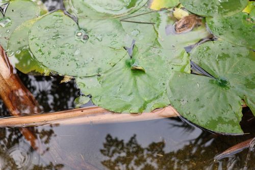 Free Close-up of green lily pads with water droplets in a serene pond. Stock Photo