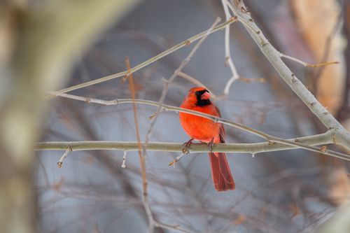 Free A stunning red cardinal perched on a bare tree branch during winter in Canonsburg, Pennsylvania. Stock Photo
