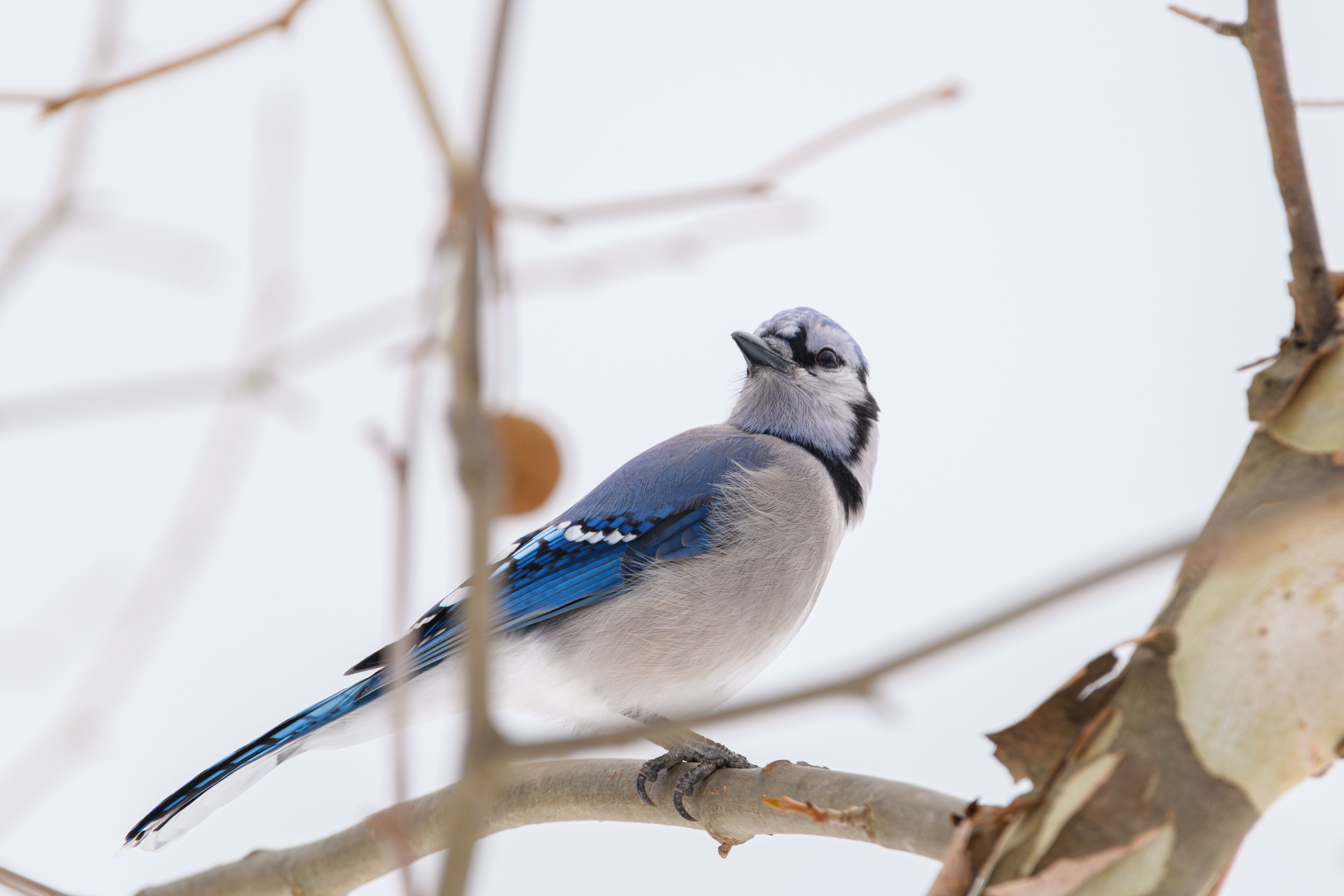 Beautiful Blue Jay Perched on Winter Branch · Free Stock Photo