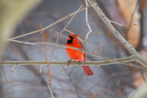 Free A striking red cardinal rests on a bare branch, captured in a serene winter setting. Stock Photo