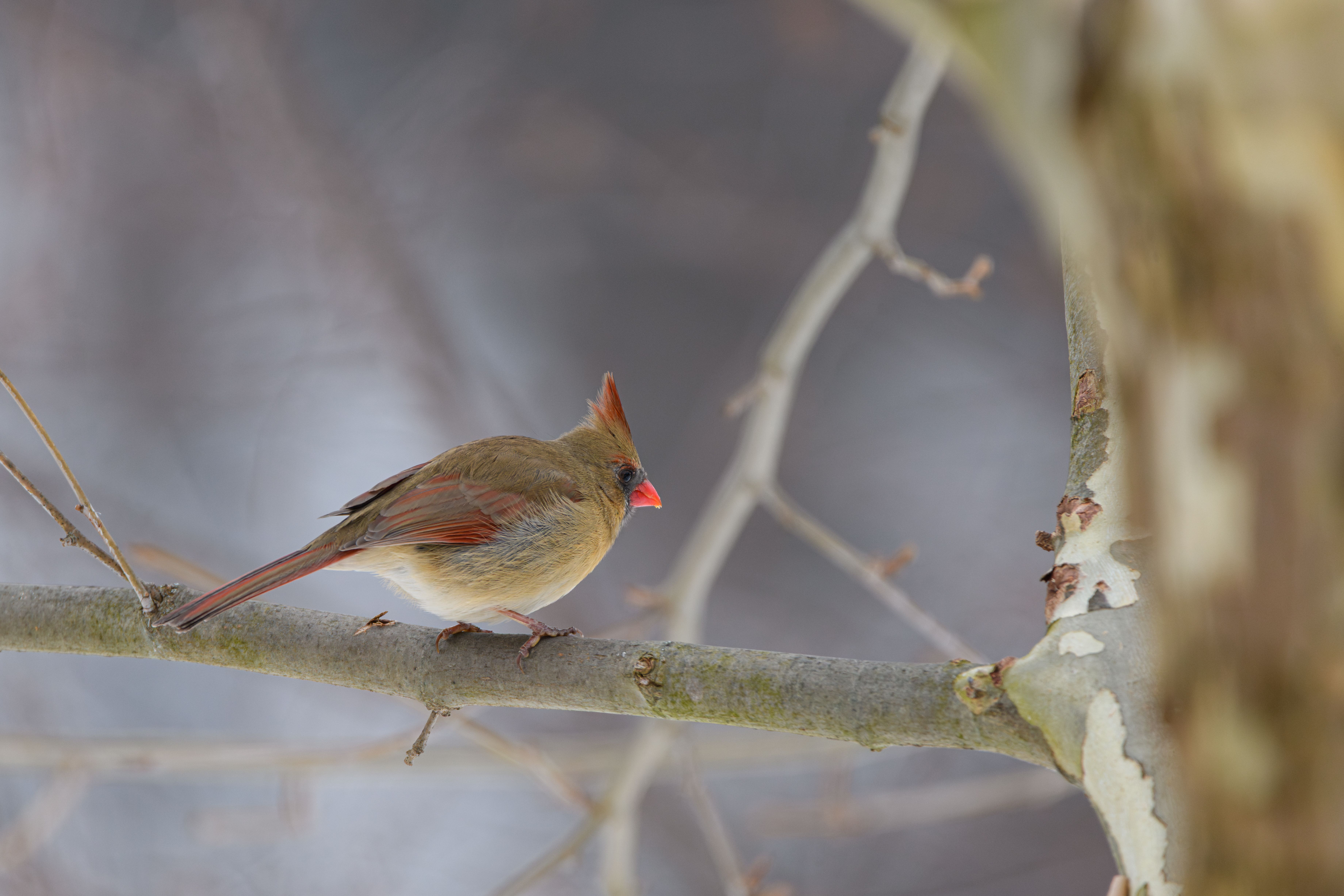 Close-Up of Female Cardinal on Winter Branch · Free Stock Photo