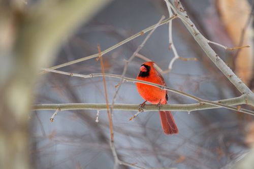 Free A bright red cardinal sits on a bare winter branch in Canonsburg, Pennsylvania. Stock Photo