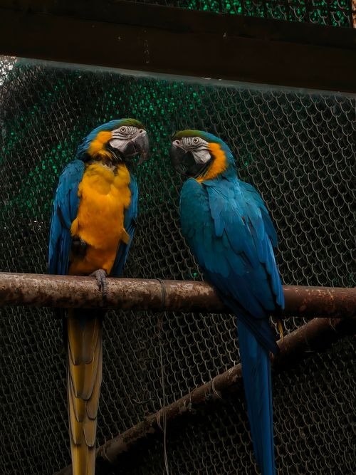 Free Two vibrant blue and yellow macaws perched indoors on a wooden branch, showcasing their colorful plumage. Stock Photo