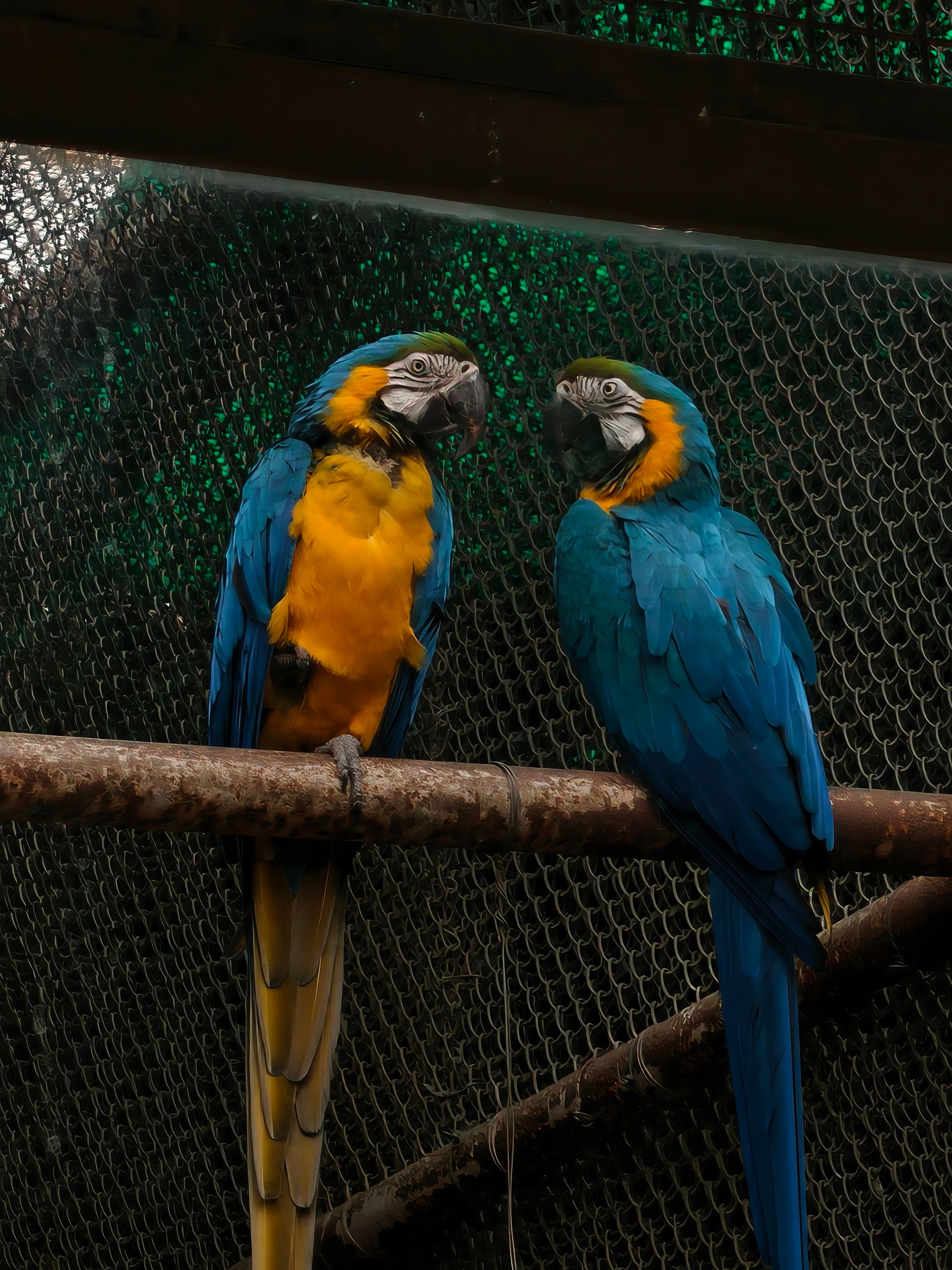 Pet Birds