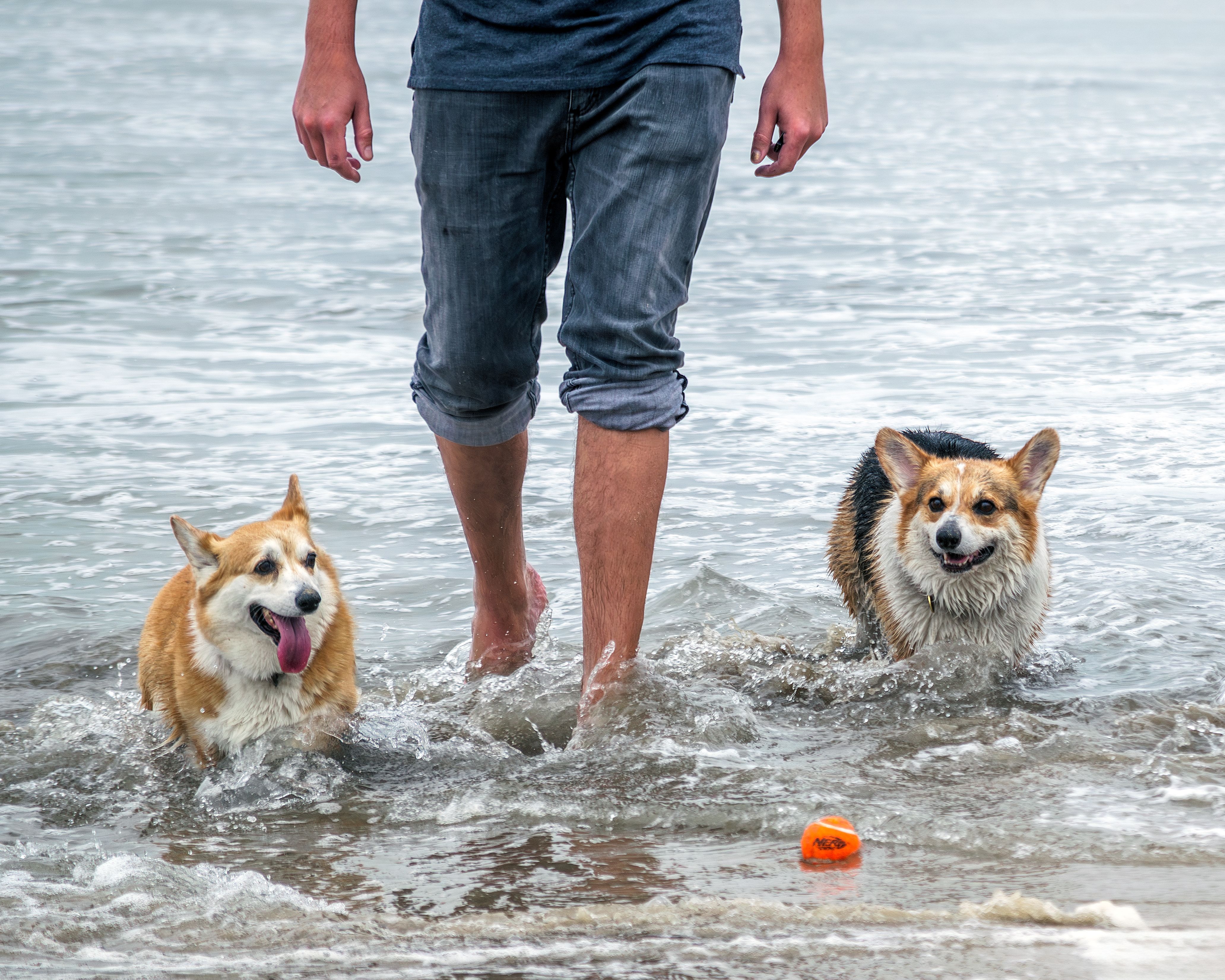 Ten Summer Tips for Pet Owners