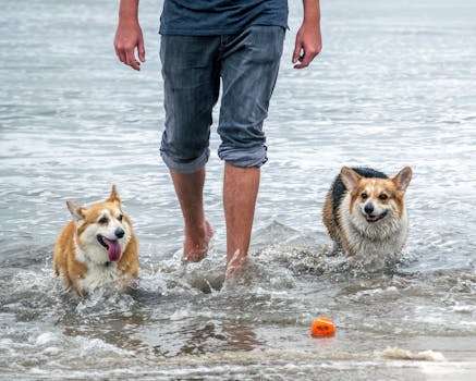 I ‘veri’ standard