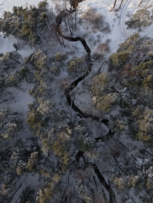 Drone shot of a snow-covered pine forest and winding river in Ventspils, Latvia during winter.