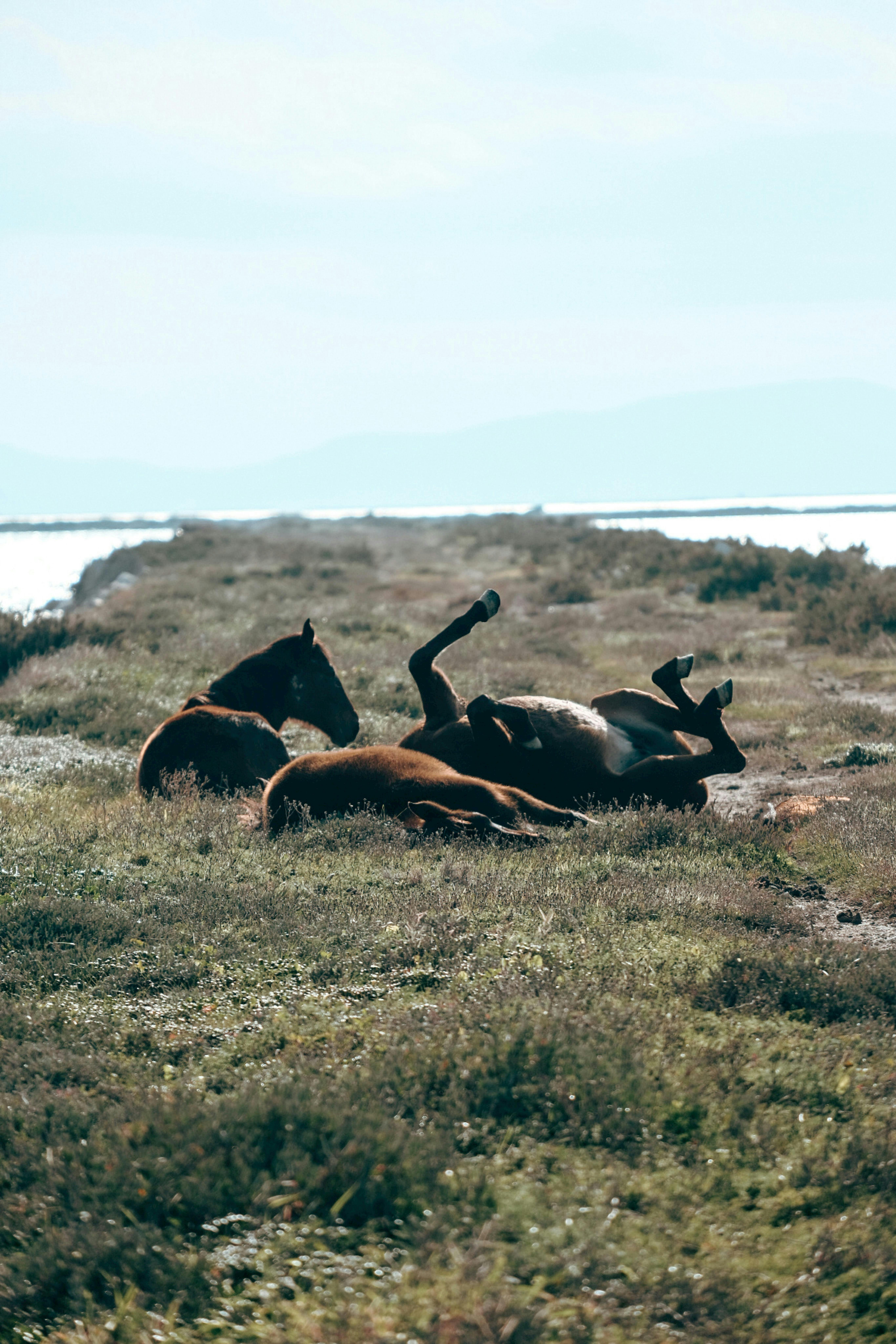 Only Fools And Horses