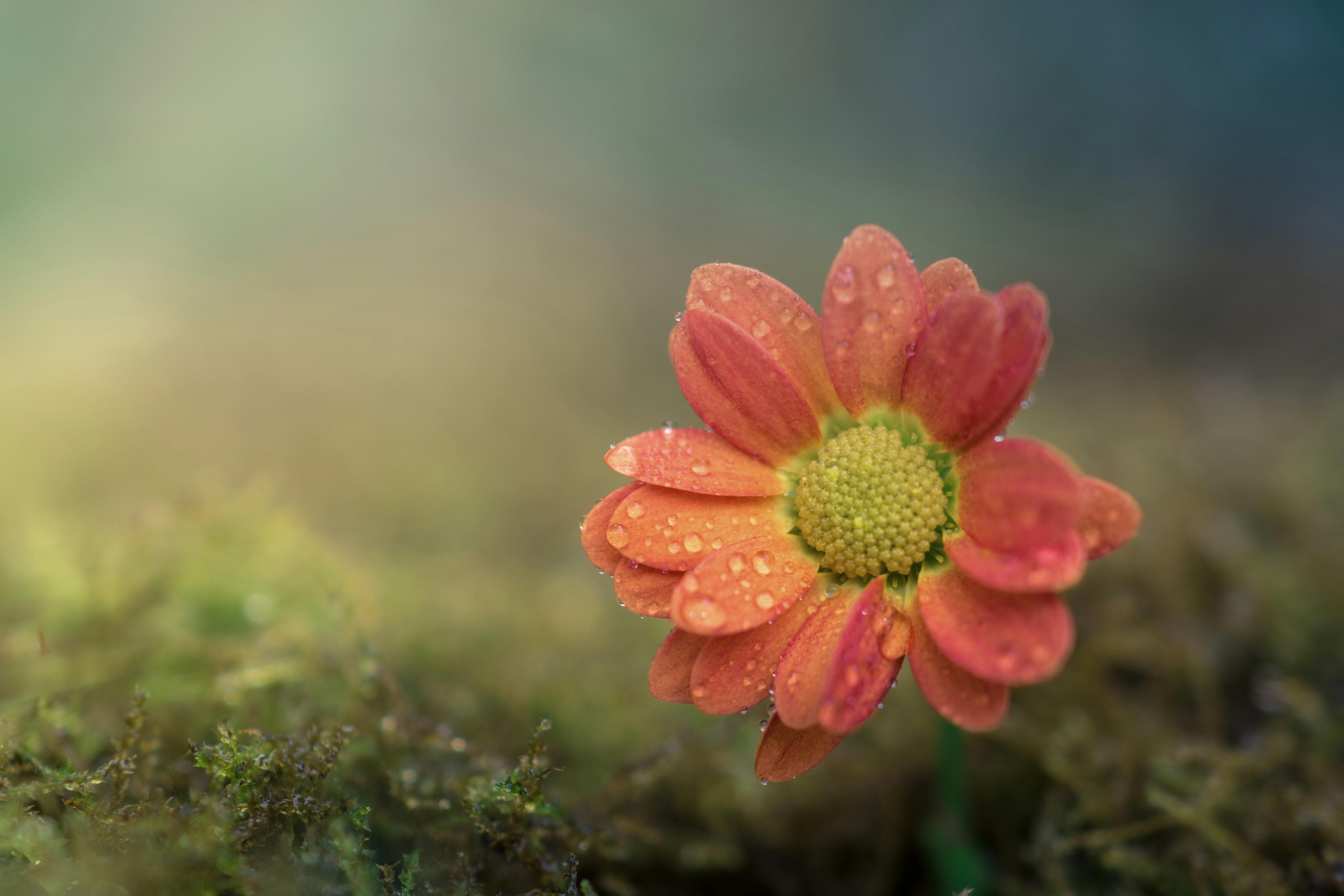 Small yellow butterfly on white flowers  HD wallpaper