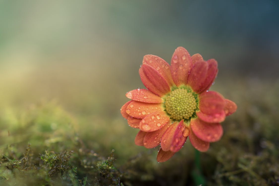 Free Shallow Focus of Pink Flower Stock Photo