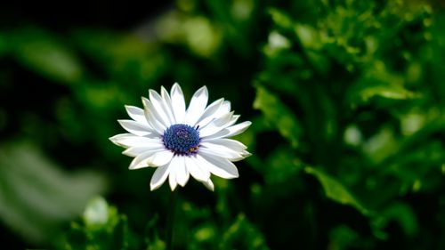 Free A stunning white daisy blooms vibrantly within lush green surroundings in Dalat, Vietnam. Stock Photo