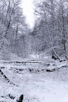 Peaceful snow-covered forest landscape with bare trees, ideal for winter-themed imagery.