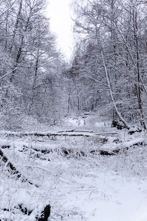 Free Peaceful snow-covered forest landscape with bare trees, ideal for winter-themed imagery. Stock Photo
