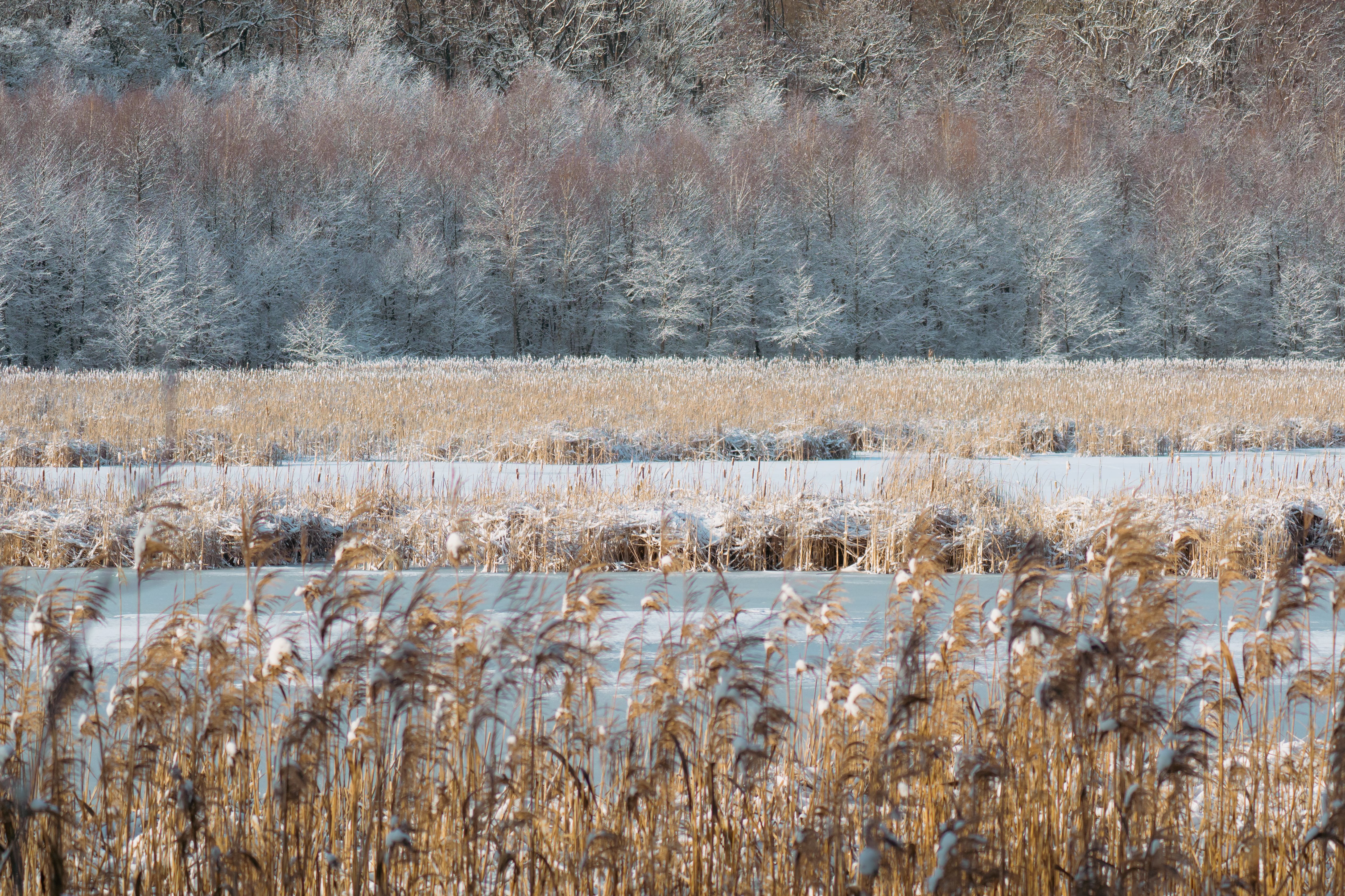Serene Winter Landscape with Frosted Trees · Free Stock Photo
