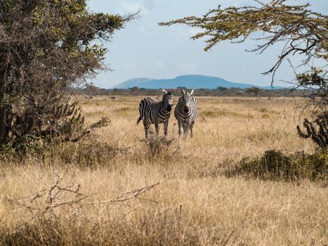 Pair of zebras in the savanna surrounded by grass and trees, capturing African wildlife.