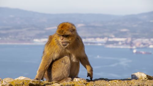 Free A Barbary macaque sits overlooking the coastline in Gibraltar. Stock Photo