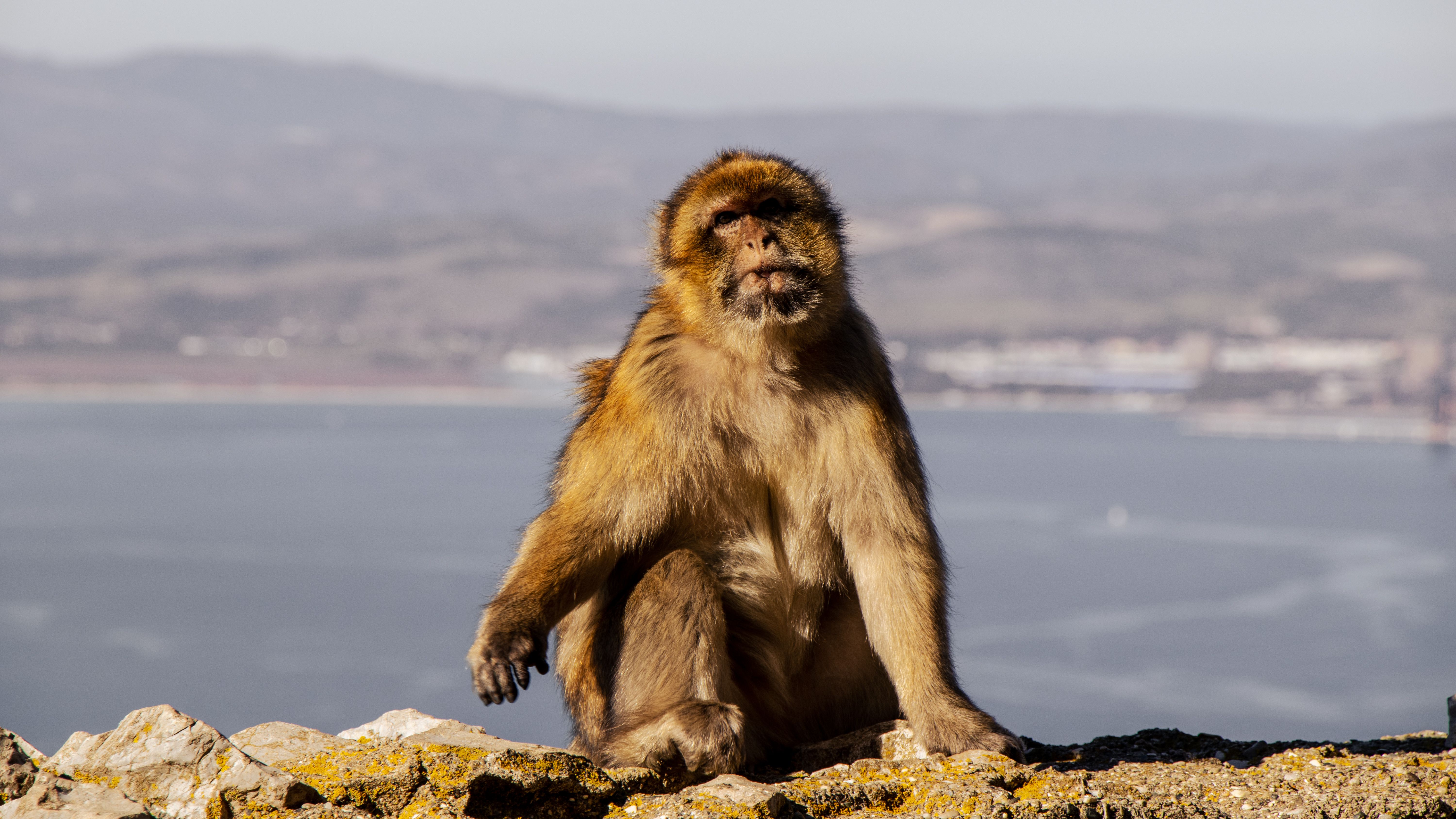 A Barbary macaque relaxing on the Gibraltar rocks with a scenic background.