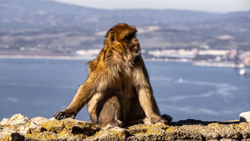 Free A Barbary macaque sits on a rock overlooking Gibraltar's scenic coastline, captured in natural daylight. Stock Photo