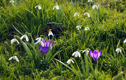 無料 紫と白の花びらの花のベッド 写真素材