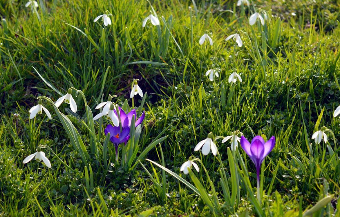 Bed of Purple and White Petaled Flowers