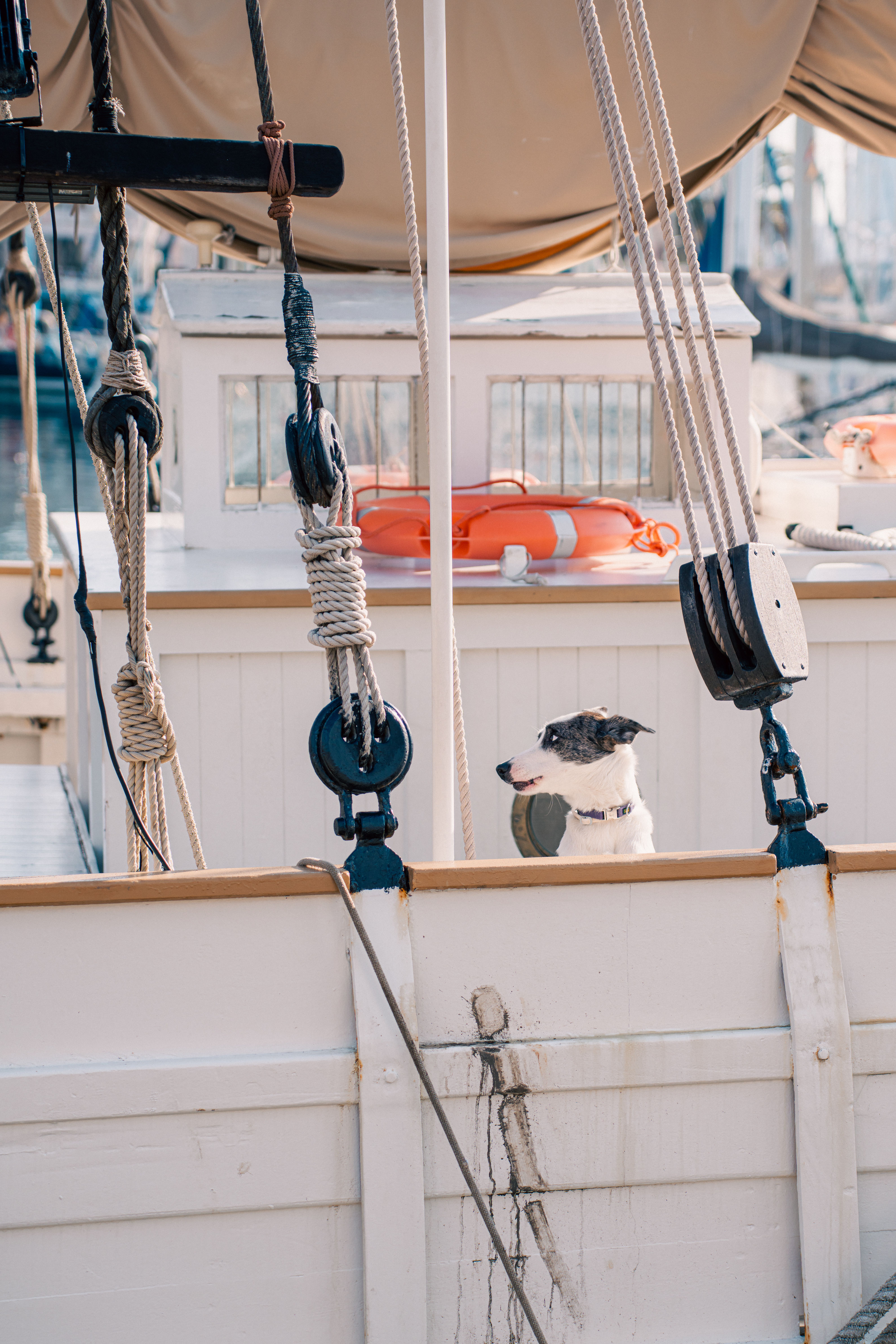 Cute Dog on a Sailboat Deck with Ropes and Lifebuoy · Free Stock Photo